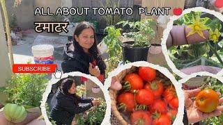 TOMATOE GROWING Tips | गमले में टमाटर  कैसे उगाएँ