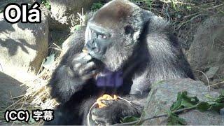 Mom Gorilla is indeed a little angry at son's rebelliousness. Genki｜Momotaro family