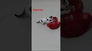 Minnu vere level#viralvideo #subscribe #achus crafts#short #shorts