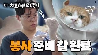 수의사들이 고양이 보호소에 가면 벌어지는 일