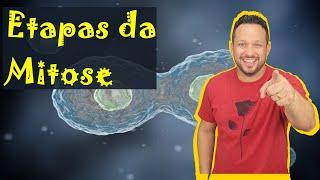 Etapas da Mitose - Prófase / Metáfase / Anáfase / Telófase - Divisão Celular - Citologia