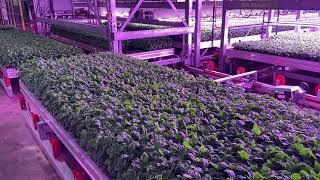 Compilatievideo Vertical Farm oplossingen