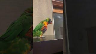 Adorable Rainbow Lorikeet Having a Dance || ViralHog