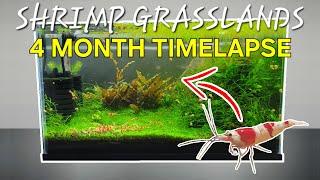 Shrimp Grasslands - Step By Step Shrimp Tank Setup For Caridina With Aquascape - New Home For My CRS