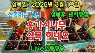 #옥전농부 #베란다 삽목#홍가시나무 삽목방법#삽목후 관리방법 #2025년 3월 10일#Live소통방송