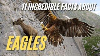 11 Incredible Facts about Eagles