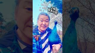 3개이상 맞추면 정상 #봄꽃#꽃이름#peacock #공작새