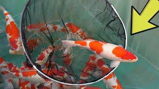 This Stops the Growth of your Fish in the Pond - checklist for Bigger Koi!