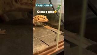 Ящер Цезарь, кормление бражником #respect #cat #reptiles #gecko #кот #cover #котики #gatto #news