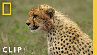 Animal Showdown: Cheetah vs. Zebra Family | National Geographic