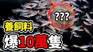 大魚小魚都愛！99.9%的魚都愛吃的超級飼料！