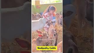 Nadipathy nano & micro mini cattle, 1 - 2 feet height #chotigay #minicows #youtube #reels #trending