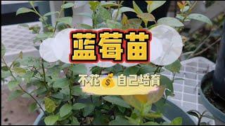 盆栽蓝莓小苗自己在家培育，蓝莓小苗籽播，高压和扦插方法分享！