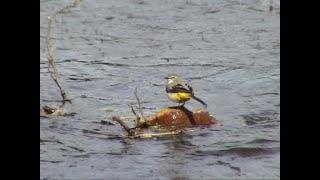 Sperlingsvögel Gebirgsstelze (Motacilla cinerea) - Grey Wagtail - Video von KLAUS TAUX