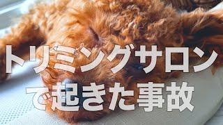 【怒り】子犬の右目が見えなくなり不誠実な対応からトラブルになりました