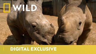 Save the Rhino | World Rhino Day | National Geographic Wild UK