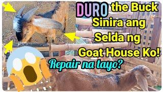 『Duro the Buck Break-in and Destroy my Goat House Cell!』〘Time to Repair?〙