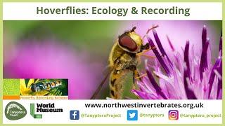 UK Hoverflies (Diptera, Syrphidae): Ecology and Recording