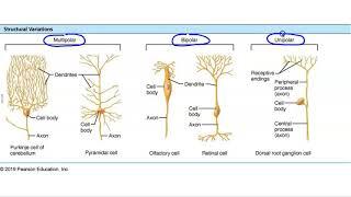 Structural and Functional Classification of Neurons