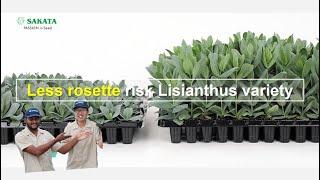 Less rosette risk Lisianthus variety