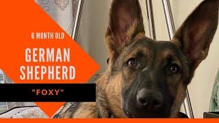 Foxy | 6 Month Old German Shepherd | Atlanta Send Away Dog Training | Obedience Training Atlanta