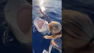 Huge Tiger Shark, Queen Nikki greeting me mouth open‼️ FOLLOW for #sharkdiving #hawaii