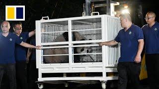 WATCH LIVE: Hong Kong’s new pandas arrive