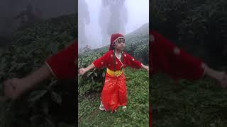 Tea garden video