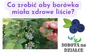 Co zrobić aby borówki miały zdrowe liście? Darmowy sposób dla każdego działkowca.🫐