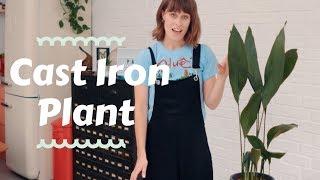 Cast Iron Plant - Top houseplants  