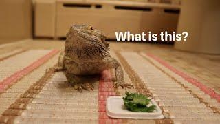 BEARDED DRAGON TRIES NEW FOODS! **FAIL**