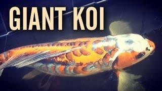 Giant 3ft Shusui Jumbo Butterfly Koi