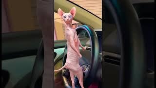 Cat drive the car  #shorts #viral