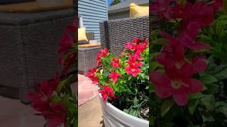 BUDGET FRIENDLY | PATIO MAKEOVER | DIY | WALMART DECOR | PATIO IDEAS | EASY DIY | BACKYARD MAKEOVER