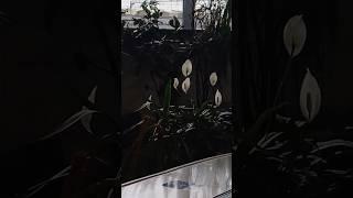 На одной из петербургских станций метро есть целый ботанический сад  #ботаническийсад #питервкармане