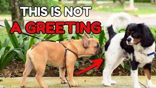 DOGS SNIFFING BUTTS The TRUE and Strange Reason Behind Dog's Behavior!