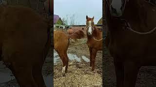 This handsome horse is preparing for his work​​ ep104