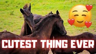 Cutest thing ever!! Belle Uniek and the others are scratching each other. So cute! | Friesian Horses