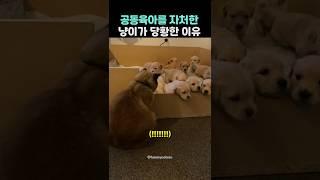공동육아를 자처한 냥이가 당황한 이유ㅋㅋㅋㅋ
