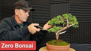 Zero Bonsai - Ienupar Sabina