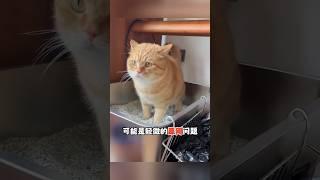 宠物医生不愿透露的四件事。＃新手养猫＃养猫知识＃养猫日常＃养猫经验＃科学养猫＃养猫人＃养猫经验分享＃宠物＃萌宠＃猫咪＃cat＃宠物日常＃宠物知识＃分享养宠经验＃猫咪的迷惑行为