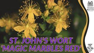 ST. JOHN’S WORT 'MAGIC MARBLES RED' for Garden Enchantment  (Hypericum spp.)