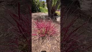 Purple Fountain Growth 3 Months After Cutting It to the Ground  #garden