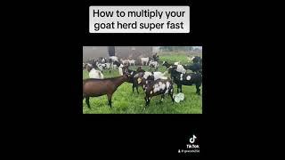 Goat Multiplication Hacks