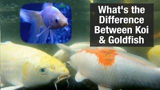 What's the Difference Between Koi and Goldfish