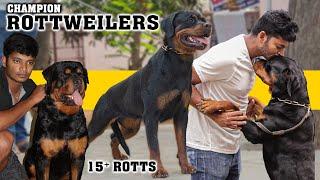 Silyaustin Rottweiler Kennel | Champion Rottweilers | Coimbatore Rottweiler Kennel | Prasanth 360