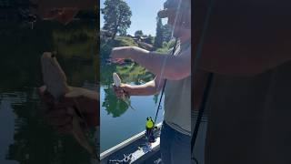 He really didn’t want this fish to live…..