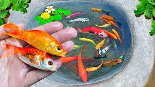 Amazing Catch Colorfulfish, Koi Fish, Clown Fish, Colorful Shrimp, And Millions Of Other Animals