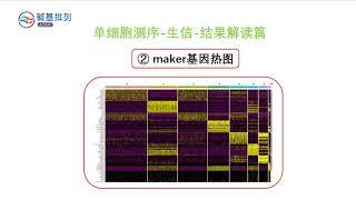 单细胞测序-生信结果解读-细胞图谱（Single Cell Sequencing - Interpretation of Bioinformatics Results Gene Thermogram）