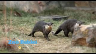 Zoo Babies 2025 - Cincinnati Zoo